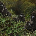 Family of Gorillas
