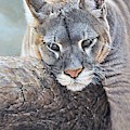 Just Chillin - Cougar by Alan M Hunt